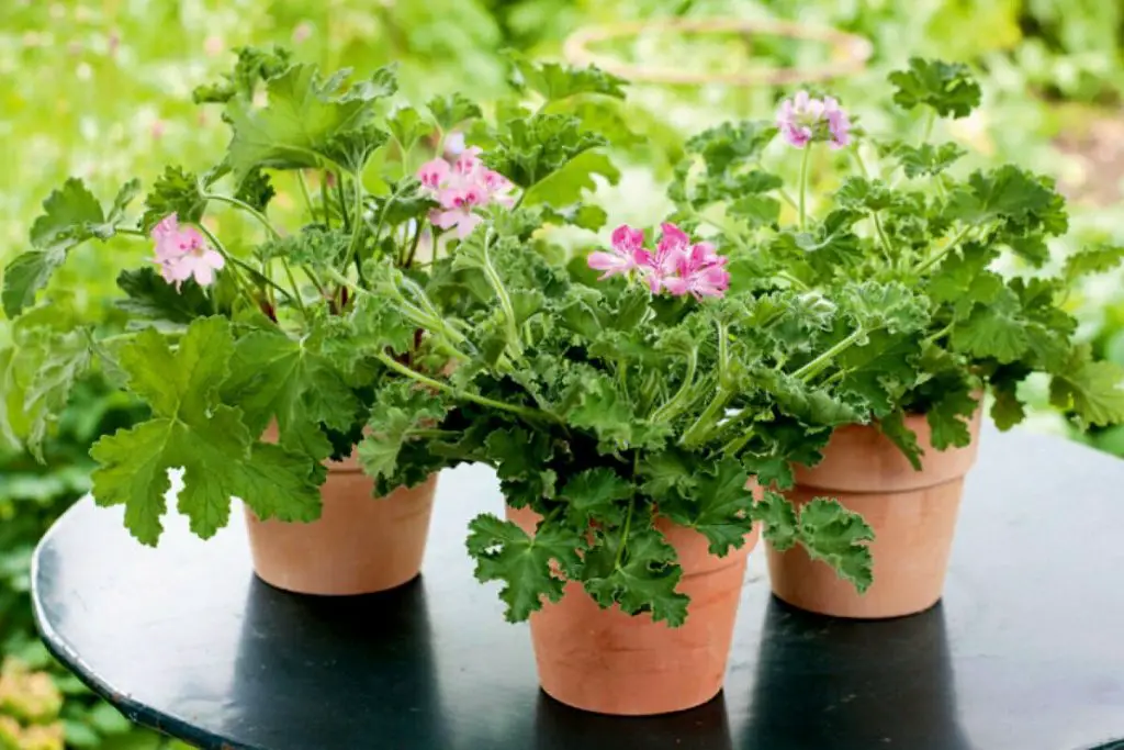 best aromatic indoor plants