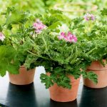 best aromatic indoor plants