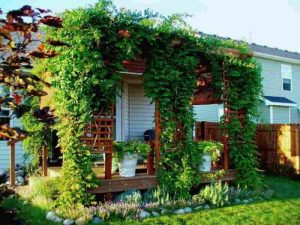 best climbing plants for house walls