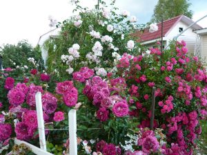 20 Best Varieties Winter-Hardy Roses And Frost-Hardy