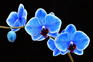 blue sapphire orchid