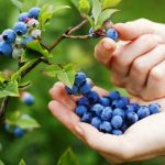 can blueberry plants grow in containers