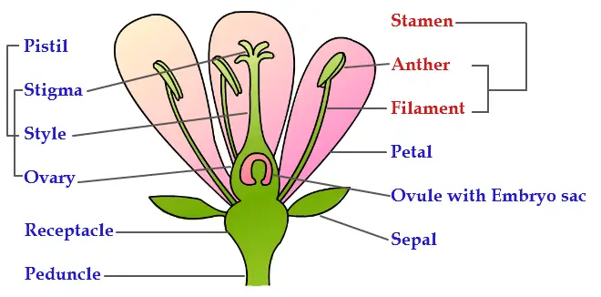 can plants reproduce sexually and asexually