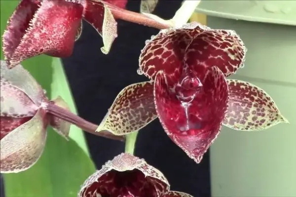 catasetum orchid