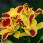 14 Orchid Flower Colors: How Many Colors Do Orchids Come In
