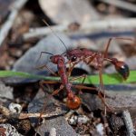 do indoor plants attract ants