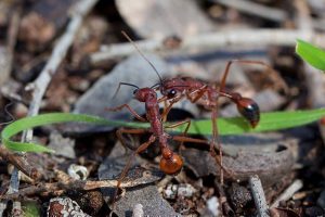 do indoor plants attract ants