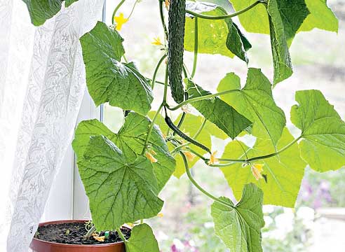 growing cucumbers in pots indoors