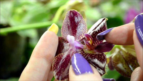 how are orchids pollinated in home