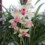 how cold can orchids tolerate
