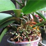 how to revive orchid phalaenopsis