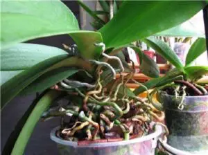how to revive orchid phalaenopsis