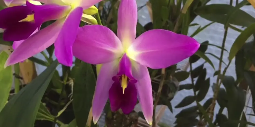 laelia orchid varieties