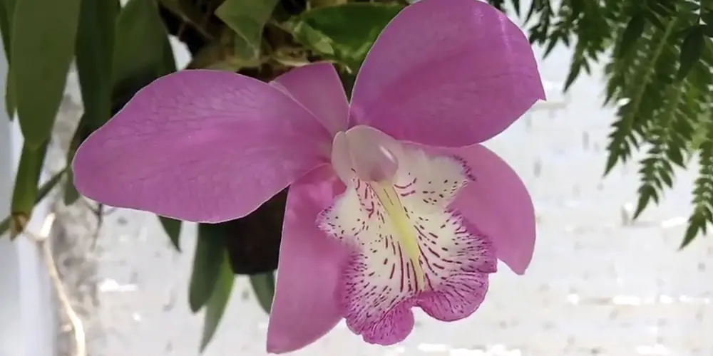 laelia orchid