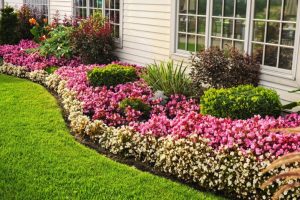 14 Low Growing Perennial Border Plants For Lawns, Gardens