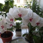 Why Orchid Growing New Leaves But Not Flowers? Best Solution