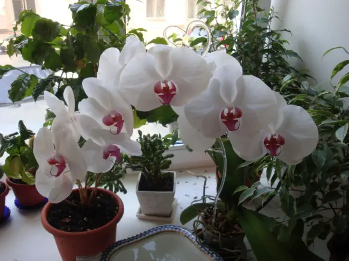 Why Orchid Growing New Leaves But Not Flowers? Best Solution