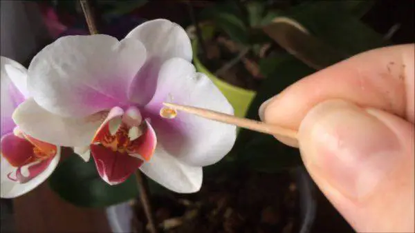 Orchid Seed Germination: How To Grow Orchids From Seed