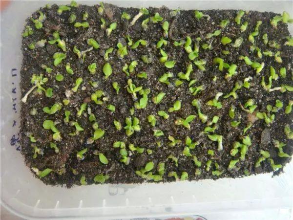 planting germinated orchid seeds