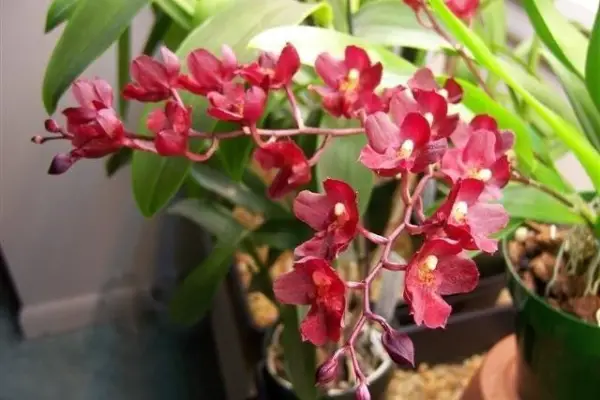 red shades orchid