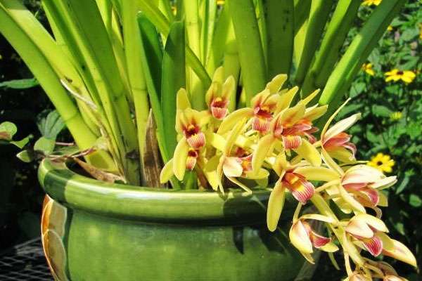 types of cymbidium orchids