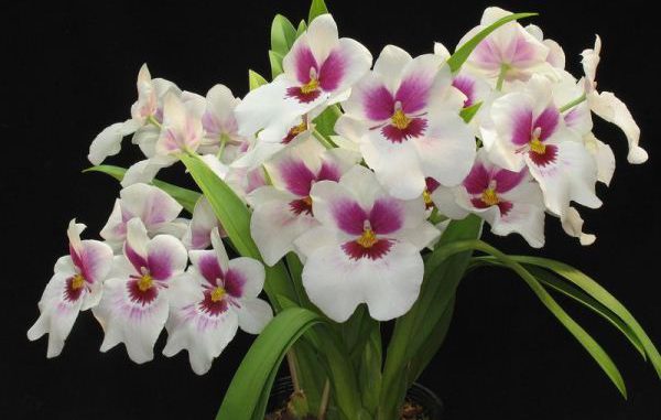 types of miltonia and miltoniopsis orchids 1