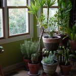 what happens to indoor plants if they are kept in the dark