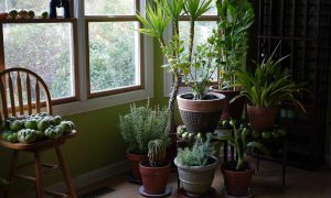 what happens to indoor plants if they are kept in the dark