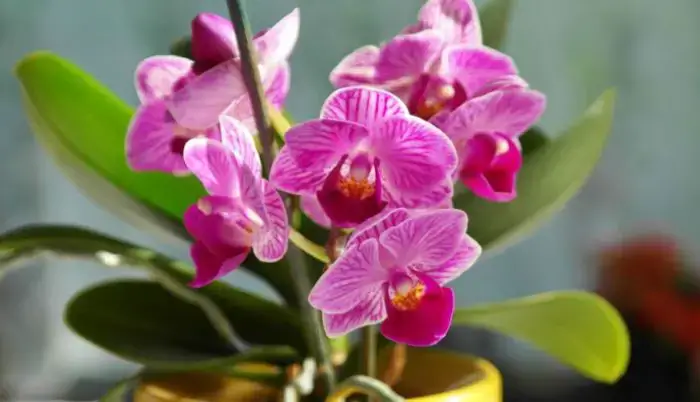 what to do if orchid growing new leaves but not flowers