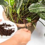 which fertilizer makes plants grow faster