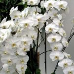 white orchid flower plant