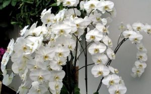 white orchid flower plant