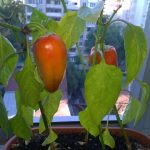 will bell pepper plants grow indoors