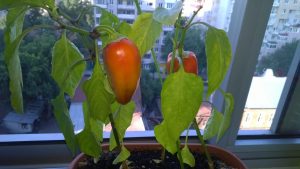 will bell pepper plants grow indoors and How to grow