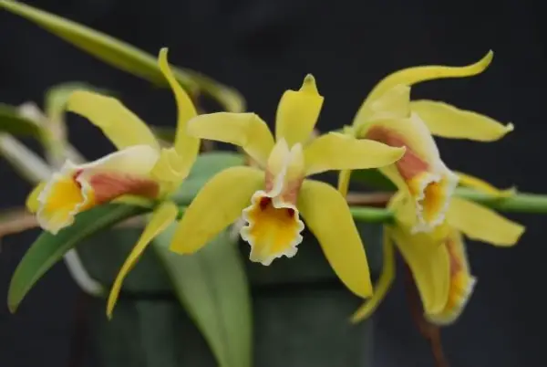 yellow cattleya orchid