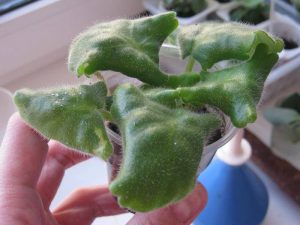 African Violet Leaves Curling Down: Reasons and Solutions