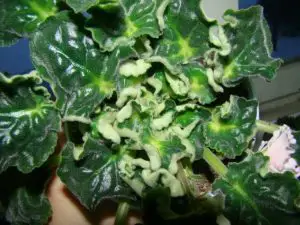 African Violet Leaves Curling Upwards: Causes and Treatment