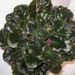 african violet leaf problems and diseases