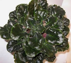 african violet leaf problems and diseases