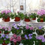 african violet light requirements