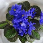 blue african violets with photos and names