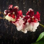 cambria orchid