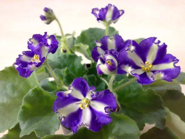 features of chimera african violet variety