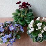history of african violets
