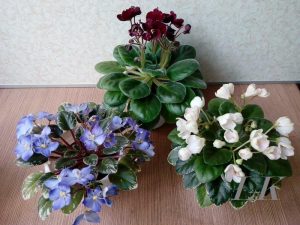 history of african violets