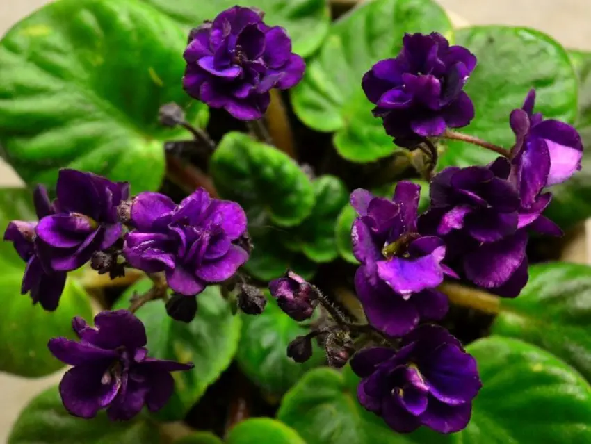 life cycles of african violets