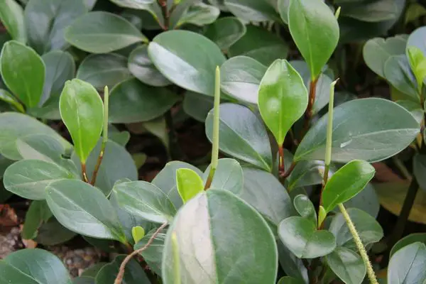 magnolia peperomia