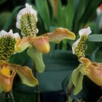 paphiopedilum rothschildianum orchid