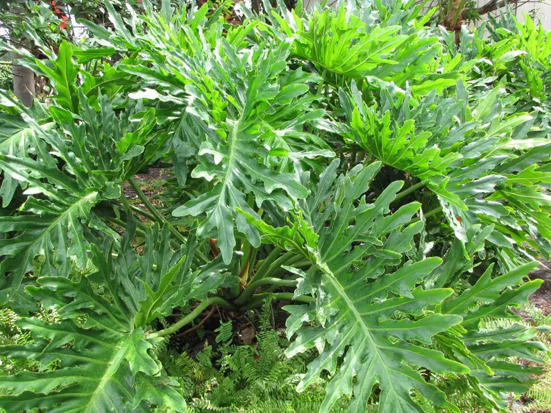 philodendron selloum