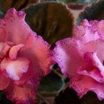 Pink African Violet: Varieties with Name and Photos (Top 10)